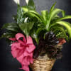 Basket of green houseplants with white blooms and a pink bow