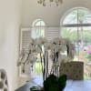 White Orchid Plants in white ceramic container 