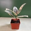 Variegated rubber plant in a small red plastic pot