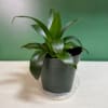 Small green potted plant in a dark plastic pot on a saucer