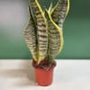 Potted snake plant with tall striped leaves in a small red pot
