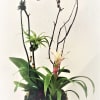 Elegant and artistic Yucca bowl (10"x 8") filled with live Phalaenopsis plant.