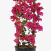 Pre Order (5-7 days) 
Tropical vining shrub. They require full sun and