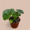 The Philodendron Atom is a compact powerhouse of texture, featuring glossy, ruffled