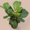 Elevate your interior with the bold, architectural presence of our Fiddle Leaf