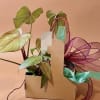 
Plant Carrier: Includes a potted houseplant, one of our signature 10oz tin