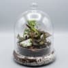 Terrarium with small potted plants under a clear glass dome