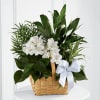 White flowers and green plants arranged in a woven basket with a white ribbon