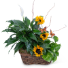 Potted peace lily and sunflowers in a wicker basket with butterfly picks