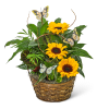 Sunflower arrangement in a woven basket with butterfly picks