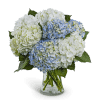 Blue and white hydrangea bouquet in a clear glass vase