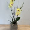 Yellow orchids in a wooden box with decorative twigs