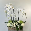 Escape into serene elegance with the Orchid Paradise flower arrangement, a luxurious