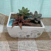 A small planter with succulents and stones, different designs/succulents available upon request