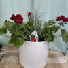 A beautiful, ruby-red geranium plant in bright white pot. Perfect for gifts