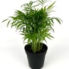 Potted green palm plant in a black nursery pot