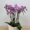 Pink-purple orchids in a white rectangular planter