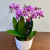 Pink-purple orchids in a white pot on a wooden table