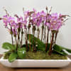 Pink orchids arranged in a white rectangular planter with moss