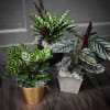 Three potted tropical plants with striped leaves in decorative containers