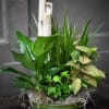 Potted arrangement of assorted green houseplants in a round green container