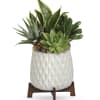 Succulent arrangement in a white textured pot on a wooden stand