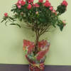 A truly exquisite gift! This delicate plant that arrives in a 4