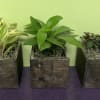 These planters have a great rustic look to them. They are 4