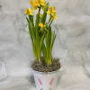 This is a 4 inch pot size Daffodil plant that is planted