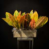 When autumn leaves   "start to fall.."    Bold