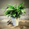 The Faithful Blessings Peace Lily is a wonderful way celebrate a communion