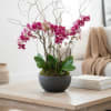 Vivid DOUBLE spike orchids... lavish multi blooms. Two double spike plants. 
Accented