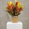 Bright and vivid leaves of the croton plant.. a perfect gift for