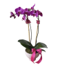 Potted purple orchid with a pink ribbon bow