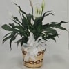 A lush peace lily plant with glossy dark green leaves and elegant