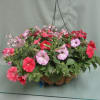 Hanging basket of pink and red petunias