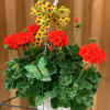 COLORFUL HANGING GERANIUM BASKET - COLOR MAY VARY BASED ON AVAILABILITY