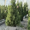 Potted evergreen tree in a decorative planter
