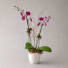 Pink orchids in a white pot with curly branches
