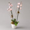 Potted orchid arrangement with pink-and-white blooms in a white planter