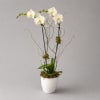 White orchid arrangement in a white pot with curly branches
