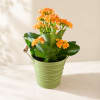 Orange flowering plant in a green metal bucket