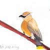 Watercolor painting of a cedar waxwing perched on a branch