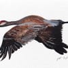 Painting of a flying crane on a white background