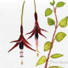 Watercolor painting of two hanging fuchsia flowers and a leafy branch