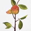 Watercolor painting of a small fruiting branch with green leaves