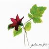 Single red flower with green leaves on white paper