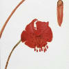 Red tiger lily illustration on white paper