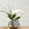 White orchid stems in a round glass vase with stones