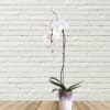 White orchid plant in a small pot on a wooden floor